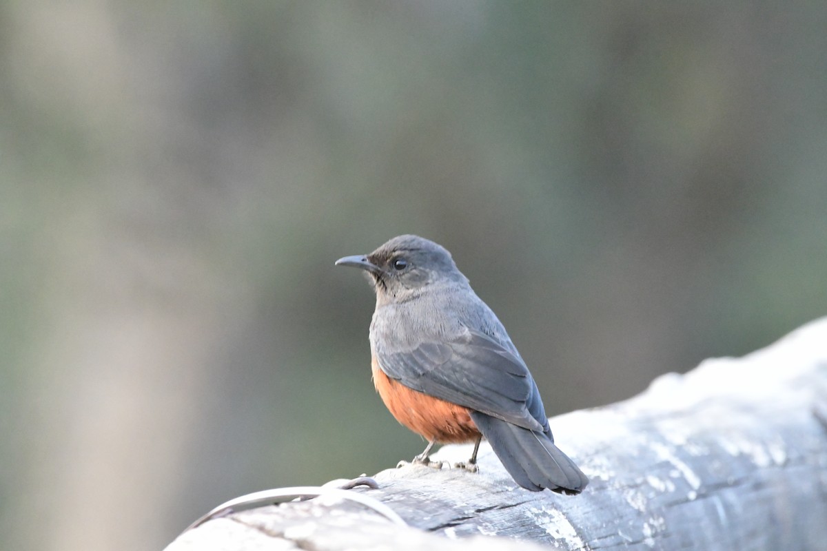 sangklippeskvett - ML481046691