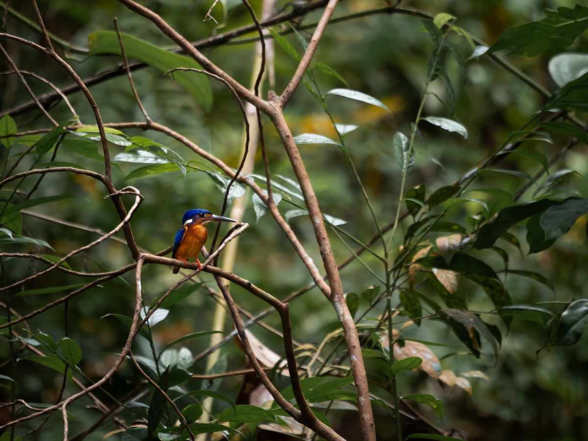 Blue-eared Kingfisher - ML481046991