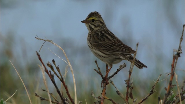 Savannah Sparrow - ML481047