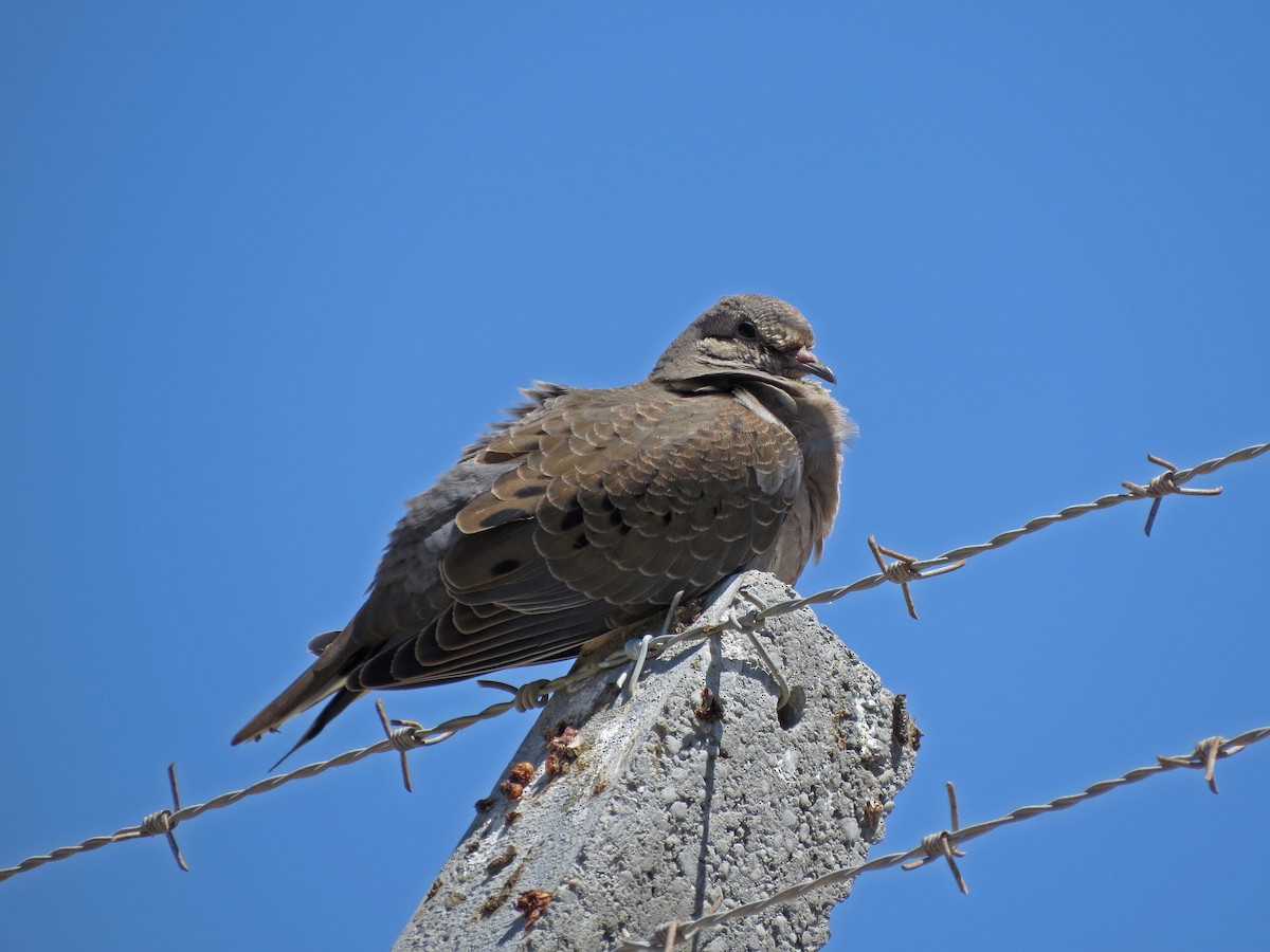 Eared Dove - ML48104701