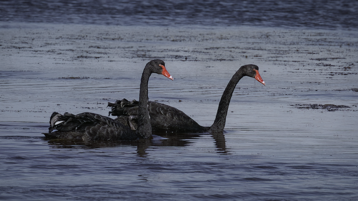 Black Swan - Markus Craig