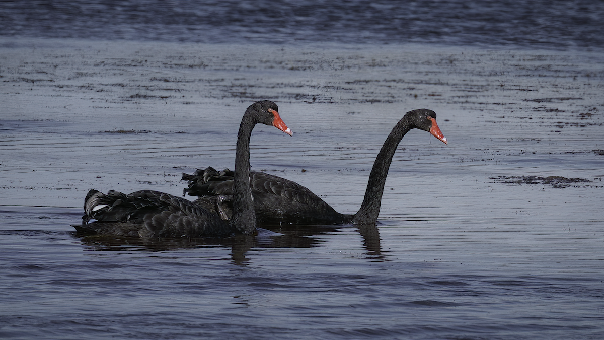 Cygne noir - ML481048311