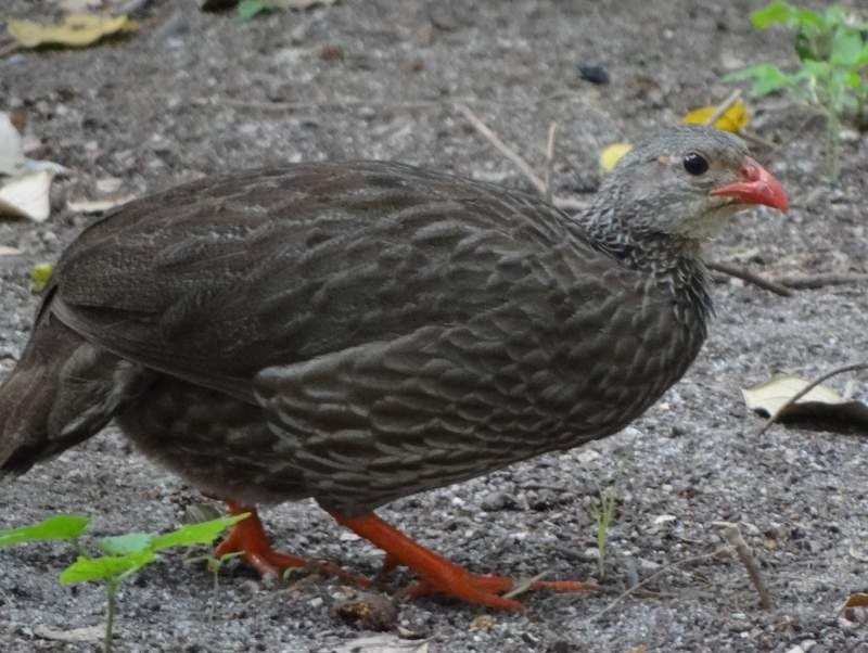 Scaly Spurfowl - ML48105051