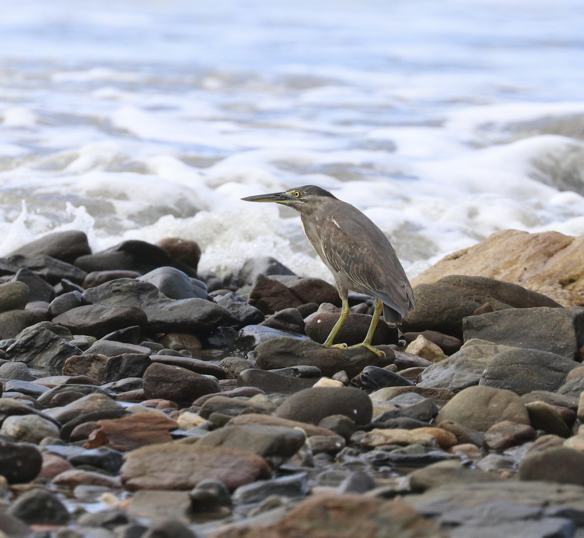 Little Heron - ML481050591
