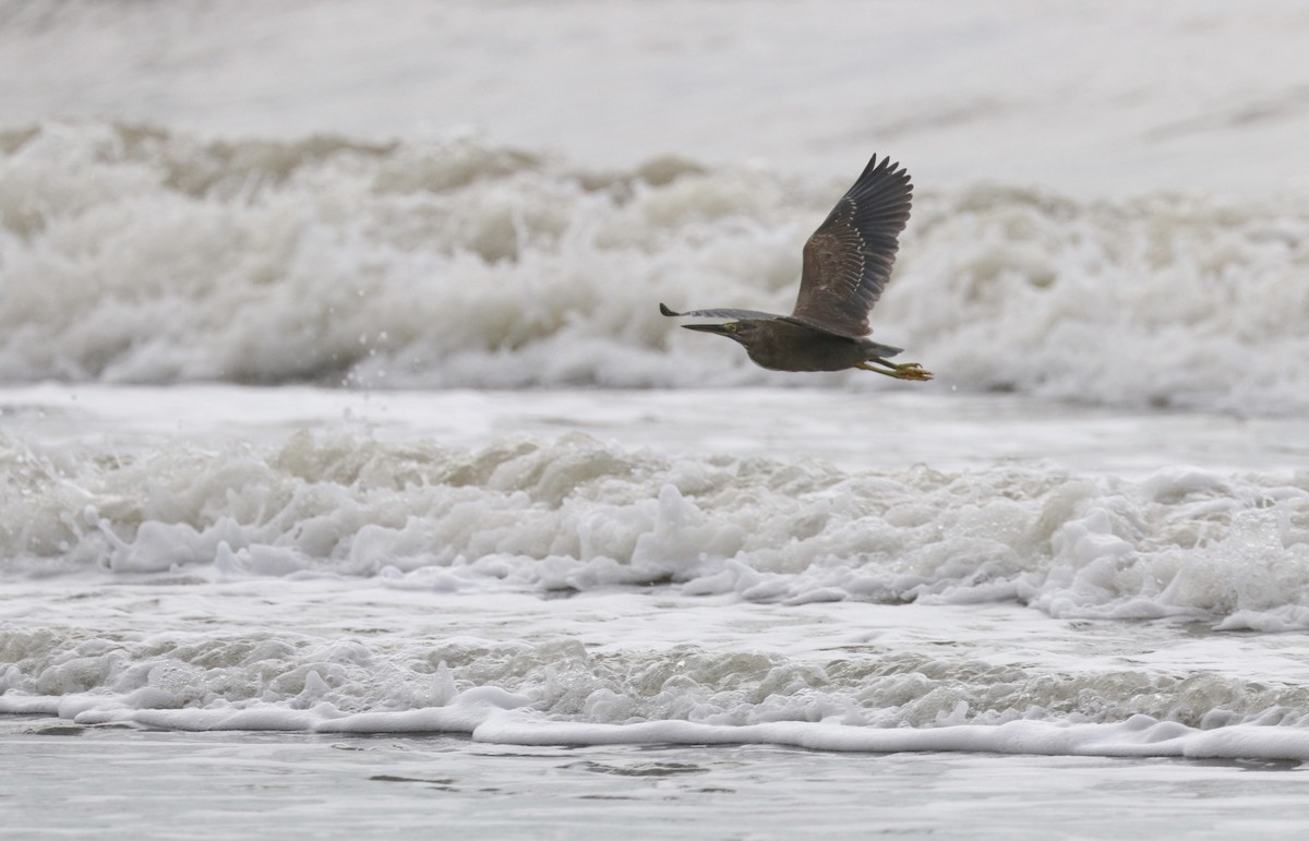 Little Heron - ML481050601