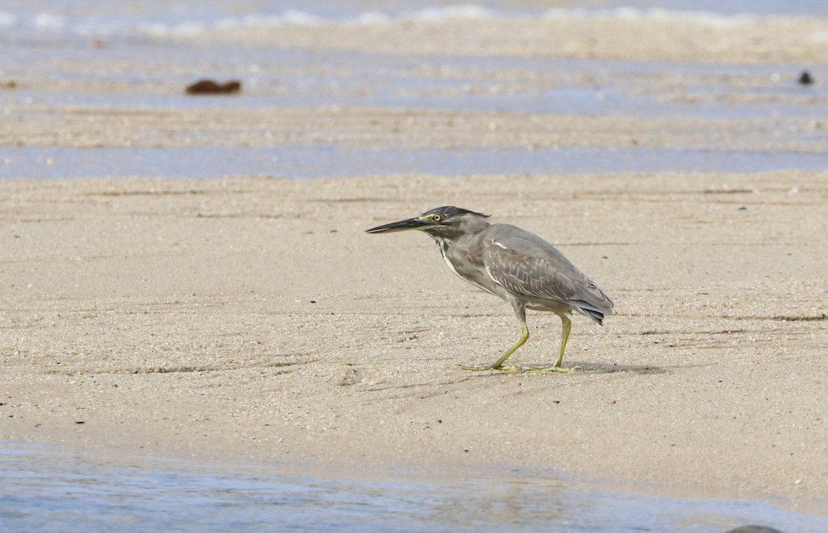 Little Heron - ML481050611