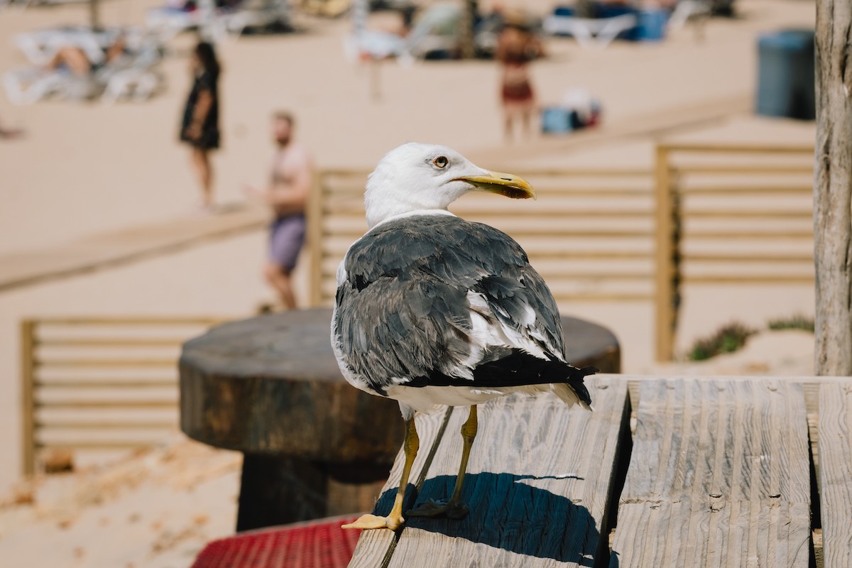 Lesser Black-backed Gull - ML481052581