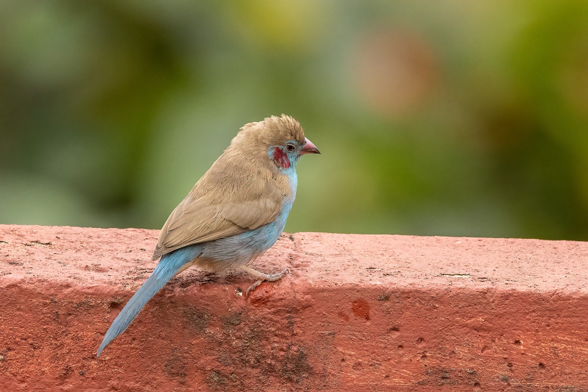 Red-cheeked Cordonbleu - ML481053361