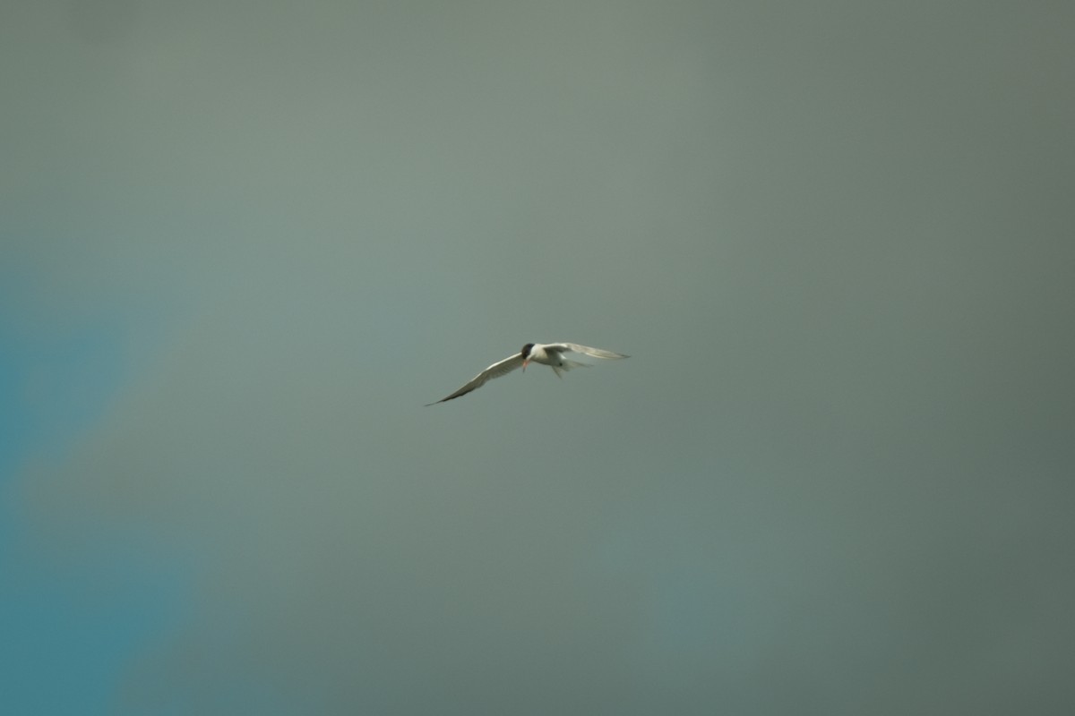 Common Tern - ML481053381