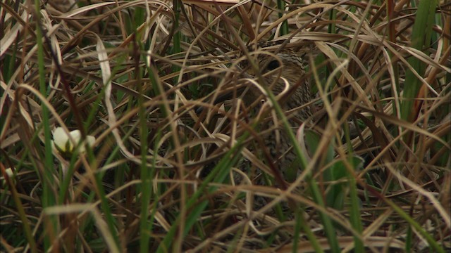 Pectoral Sandpiper - ML481055