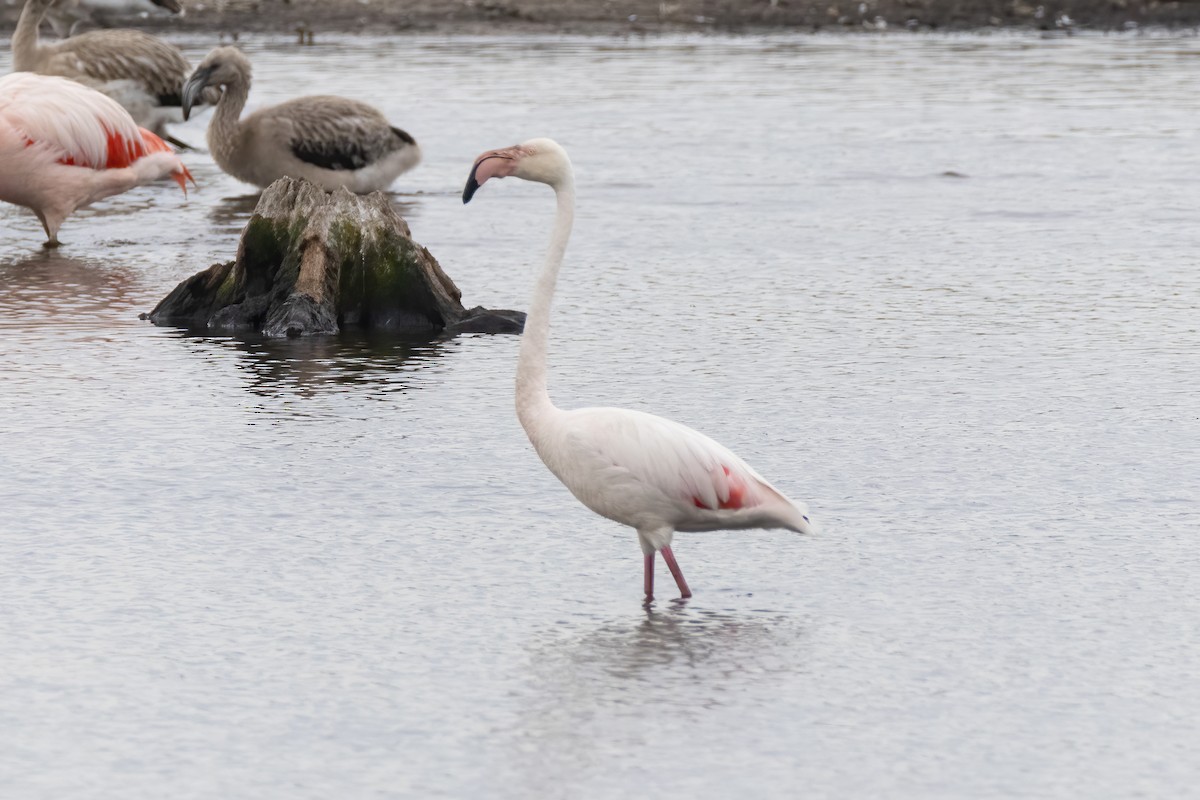 Greater Flamingo - ML481056101