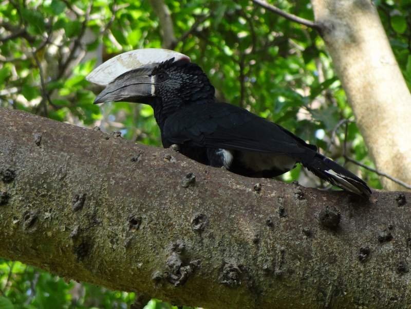 Silvery-cheeked Hornbill - ML48105641