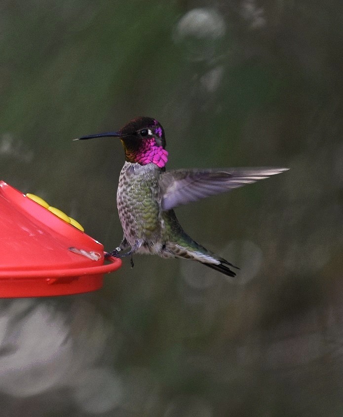 Anna's Hummingbird - ML48105681