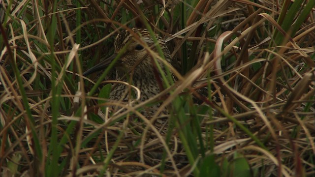 Pectoral Sandpiper - ML481057