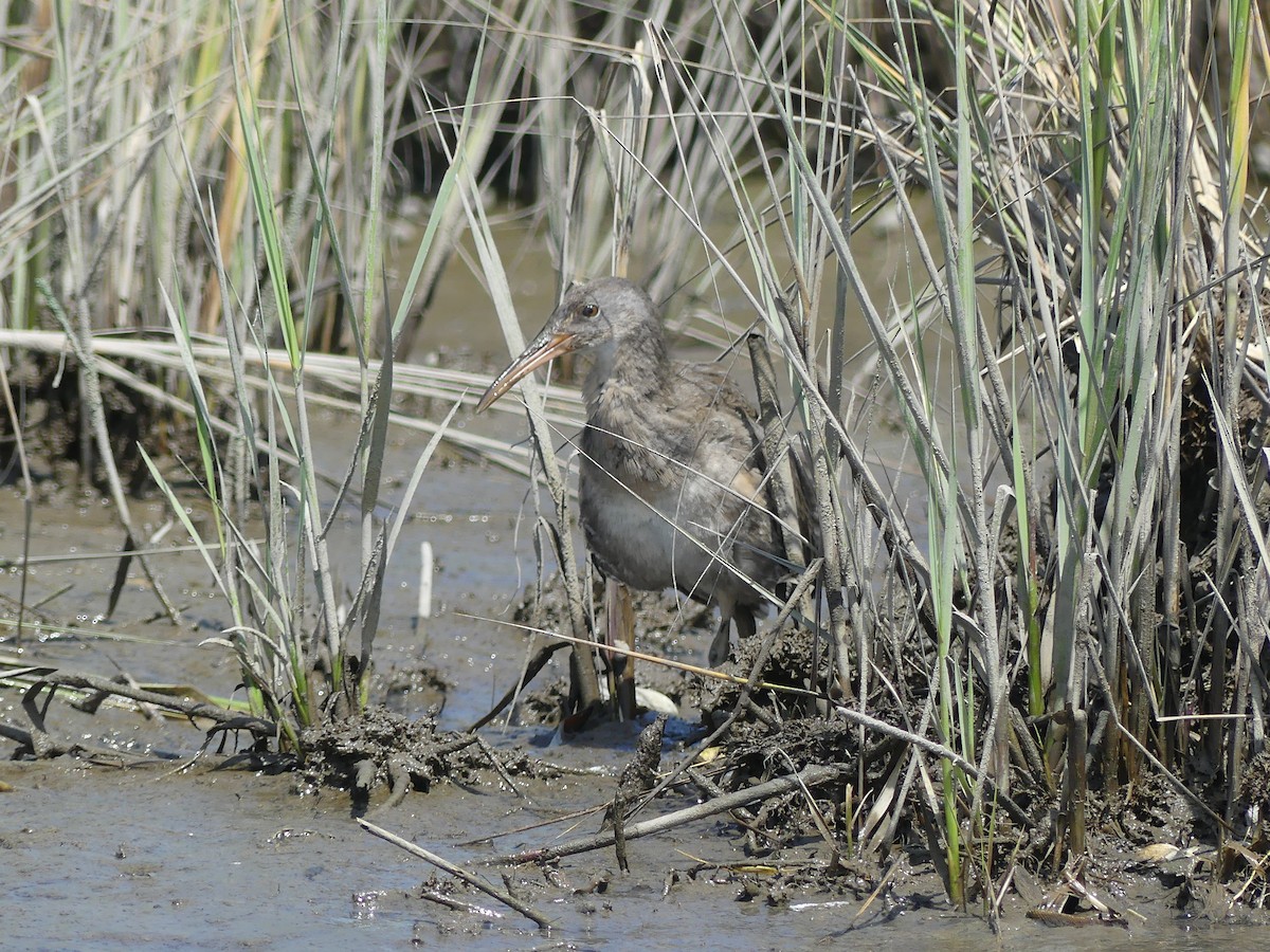Clapper Rail - ML481057121