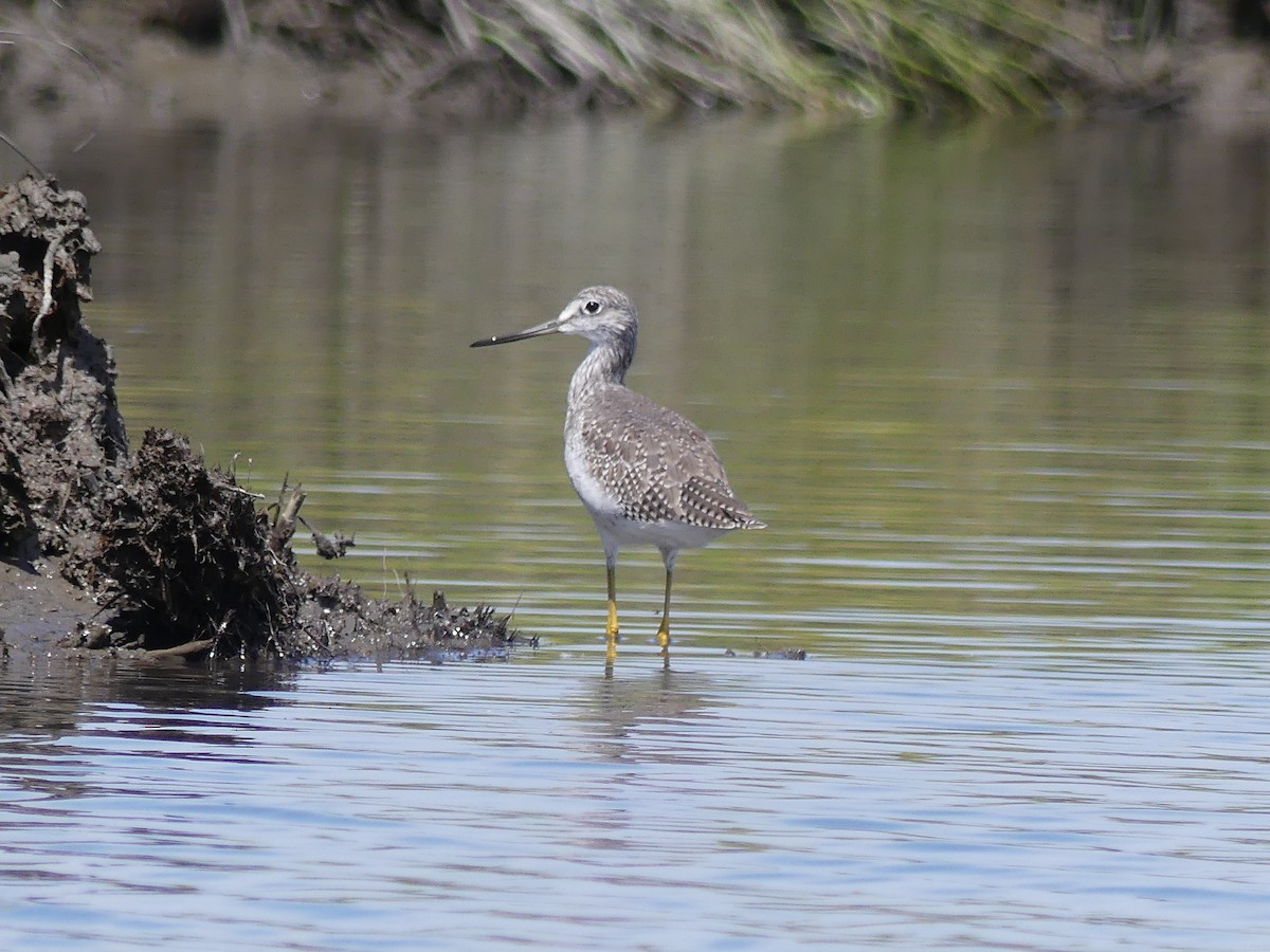 Greater Yellowlegs - ML481057151