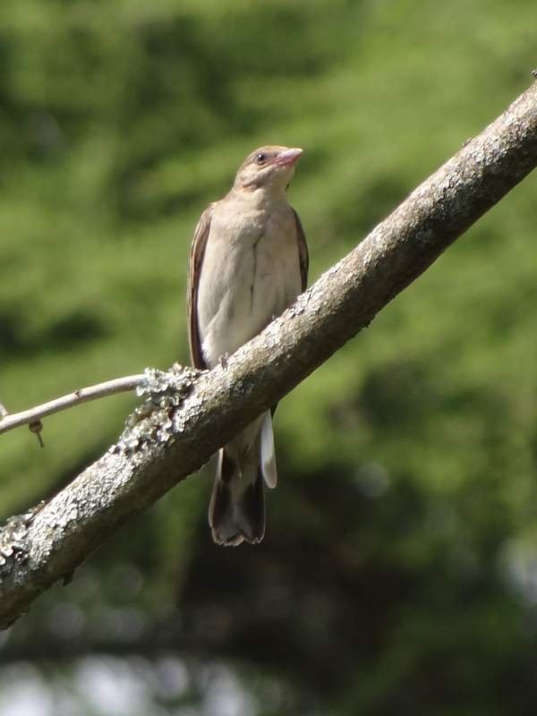 Greater Honeyguide - ML48105721