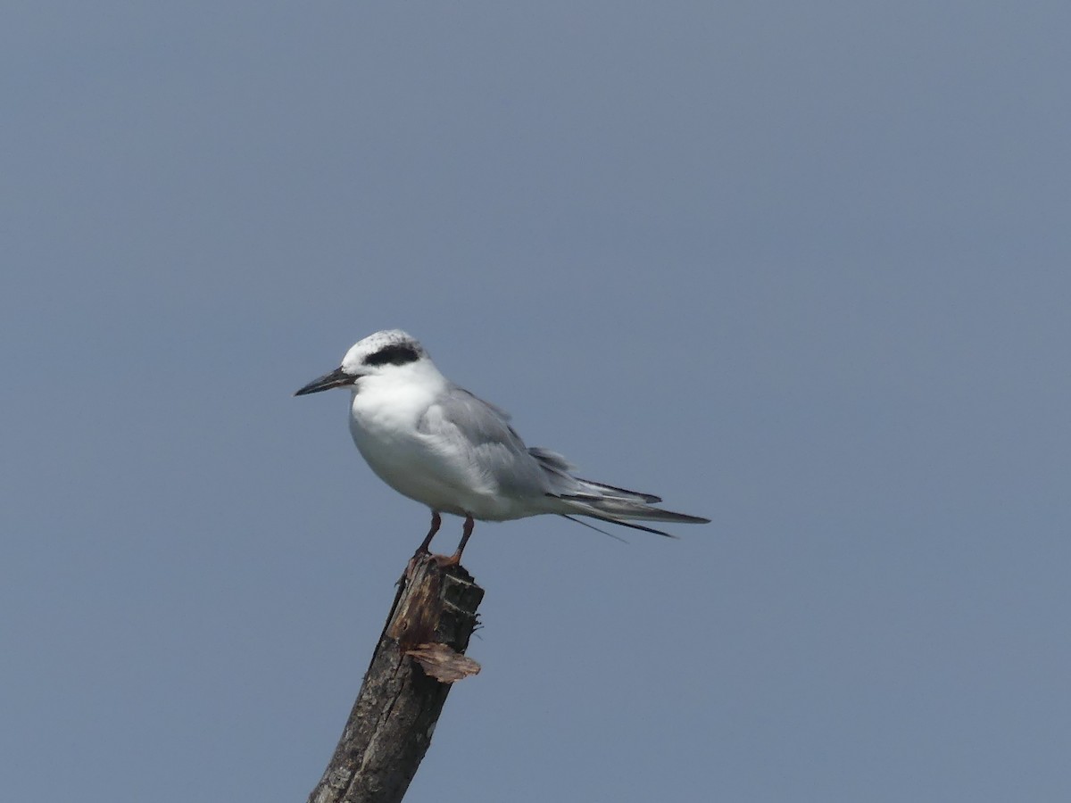 Forster's Tern - ML481057291