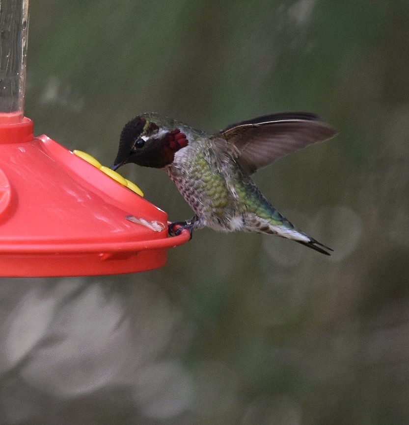 Anna's Hummingbird - ML48105731