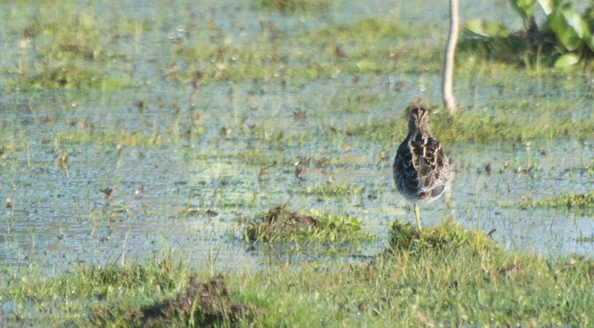 Pantanal Snipe - ML481057341