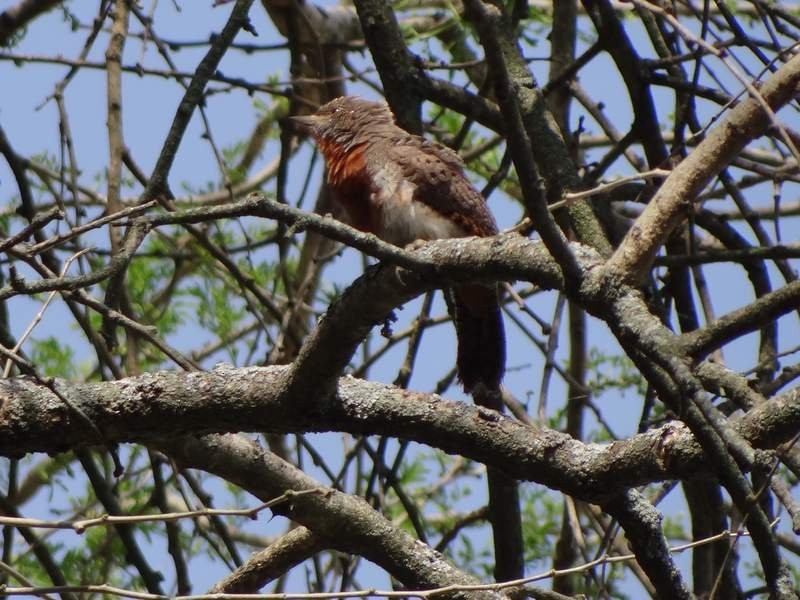 Rufous-necked Wryneck - ML48105751