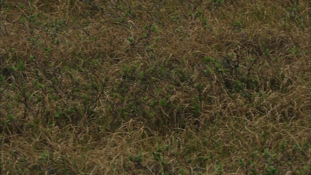 Pectoral Sandpiper - ML481058