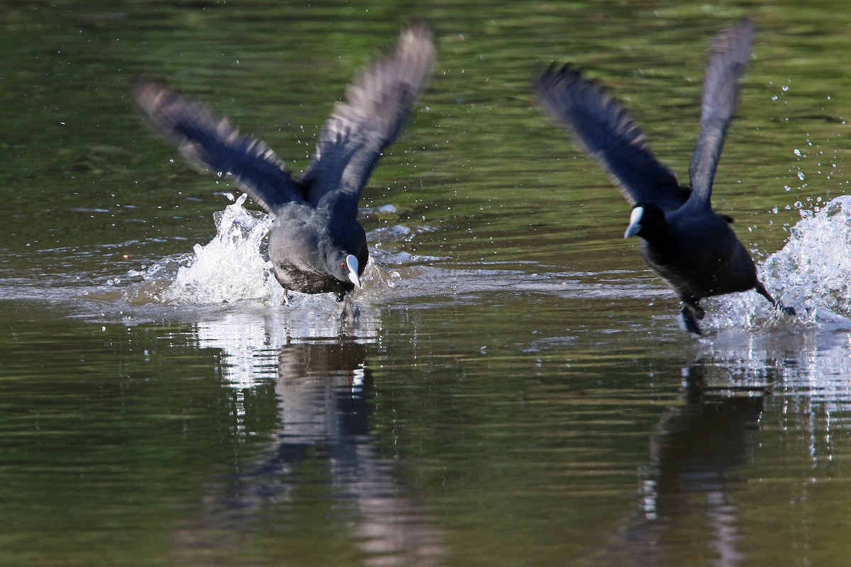 Eurasian Coot - ML481058481