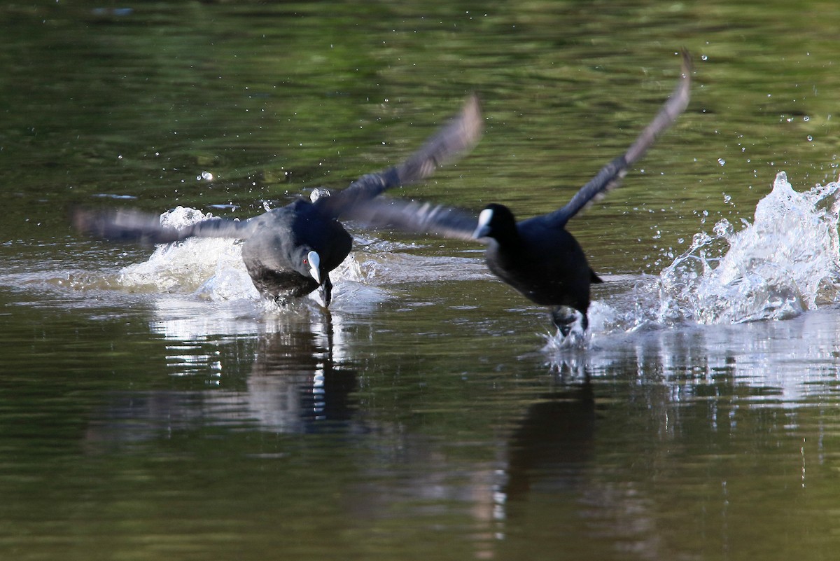 Eurasian Coot - ML481058491