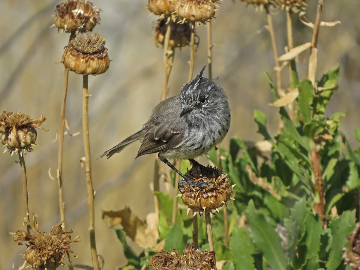 Tufted Tit-Tyrant - ML48105861