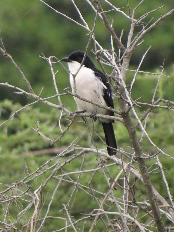 Ethiopian Boubou - ML48105881