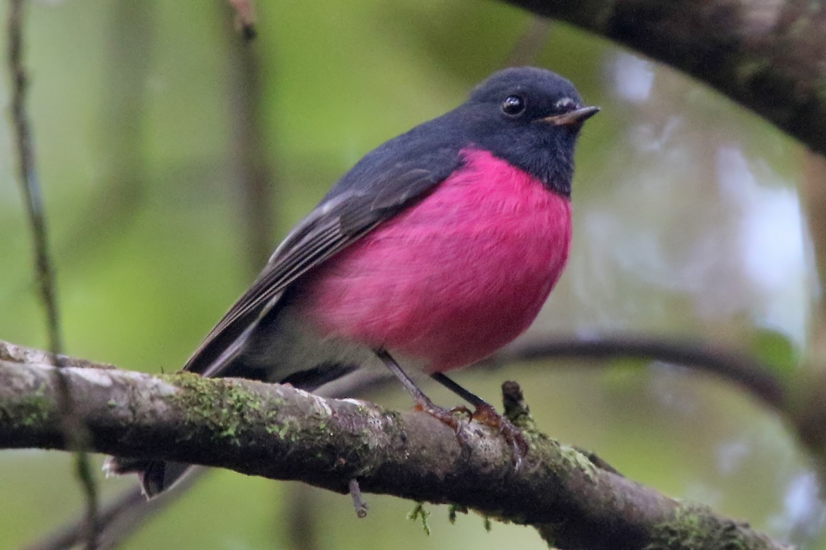 Pink Robin - ML481059001