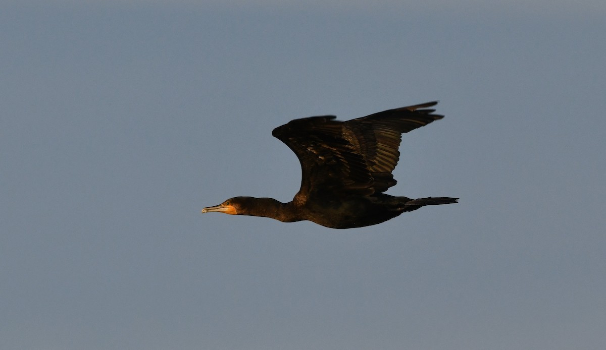 Great Cormorant - ML481059071