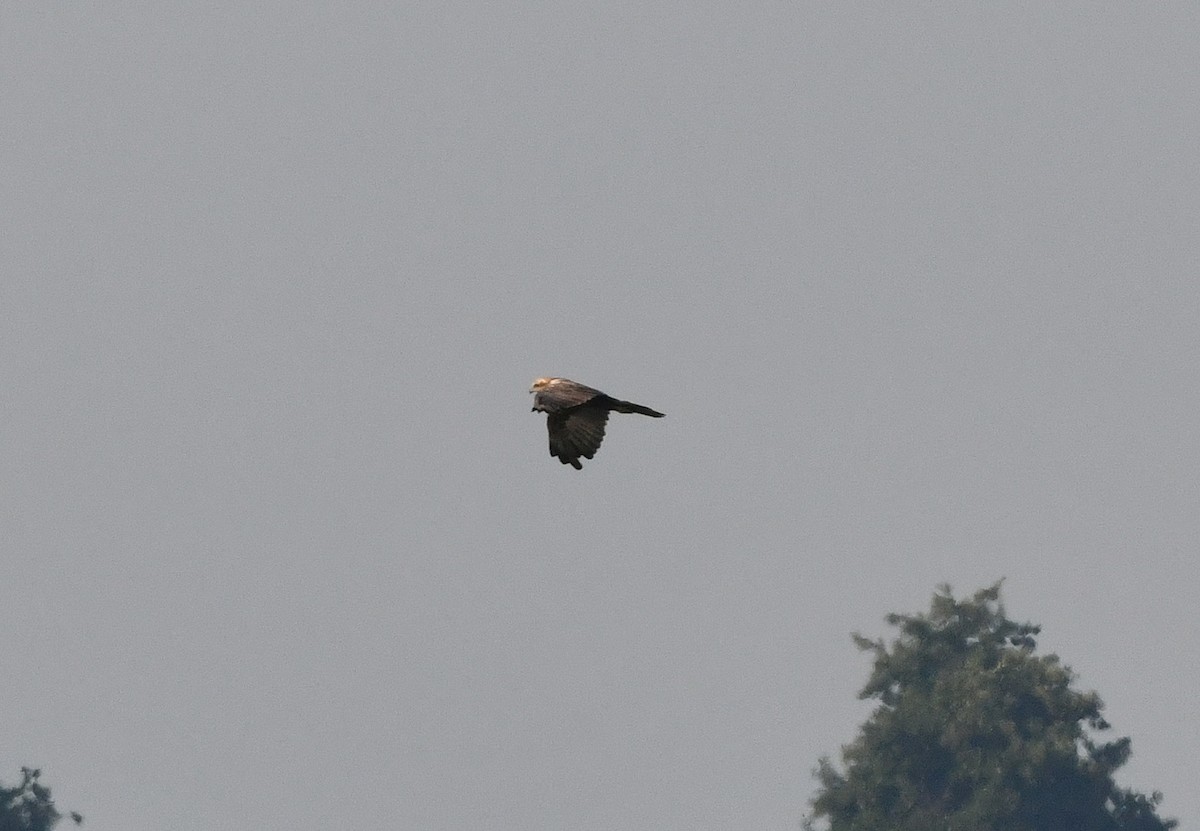 Western Marsh Harrier - ML481059261