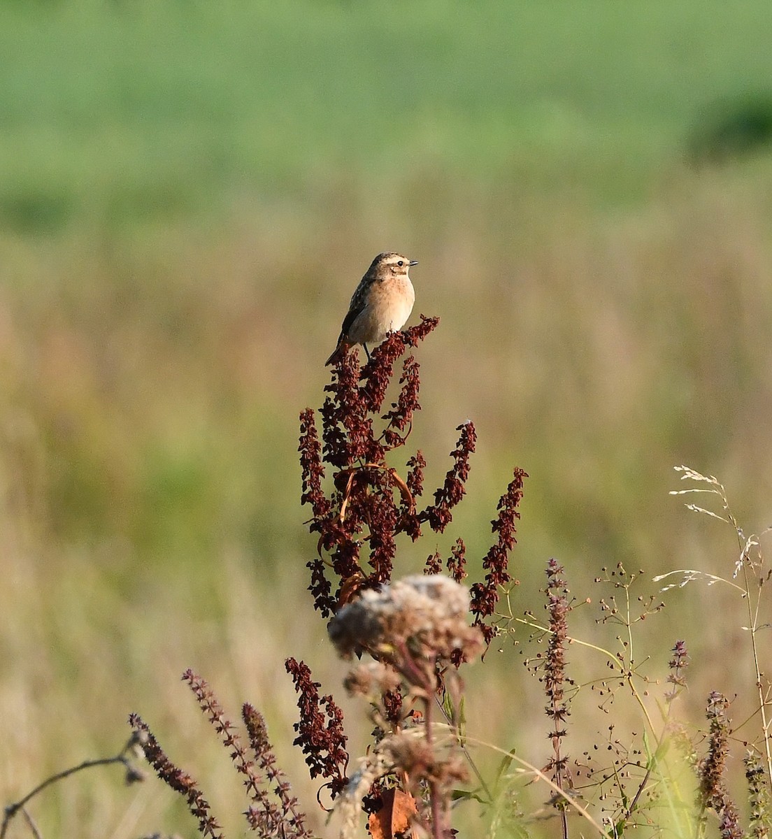 Whinchat - ML481059351