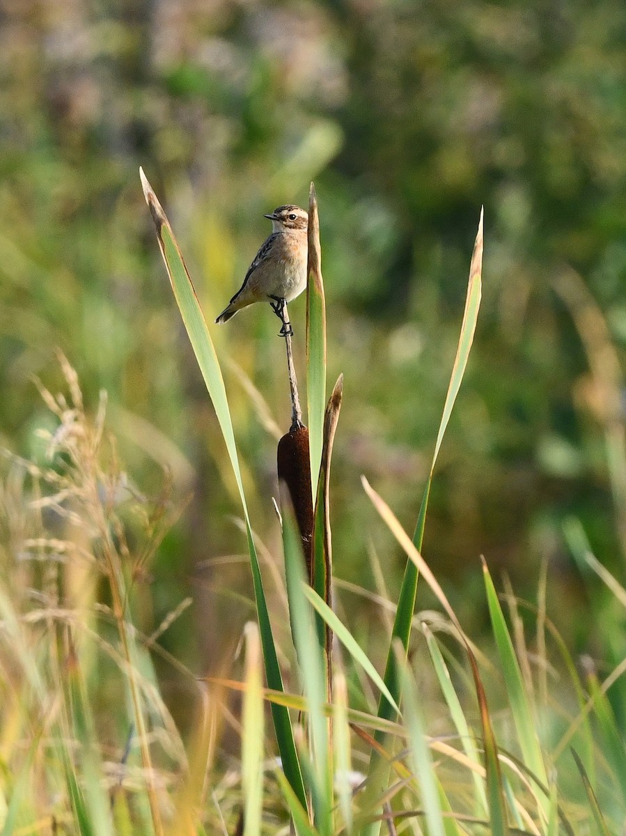 Whinchat - ML481059361