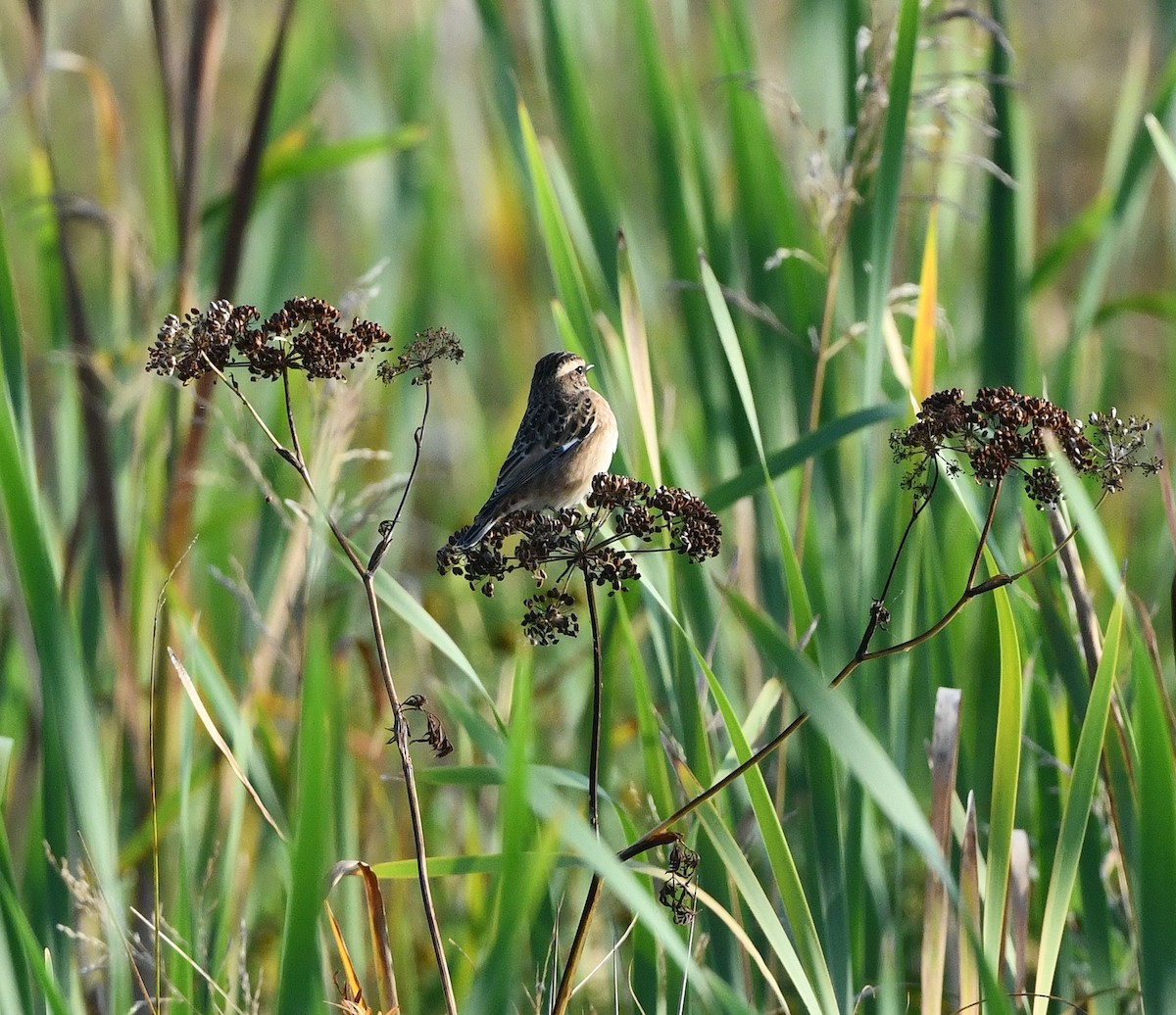 Whinchat - ML481059371