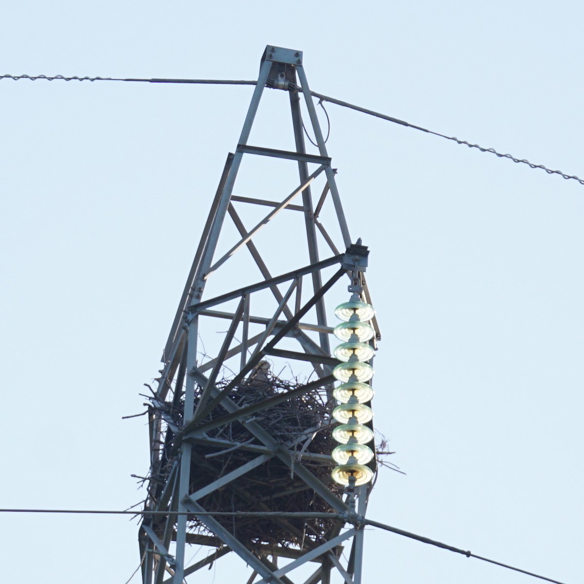 Chaco Eagle - ML481059931