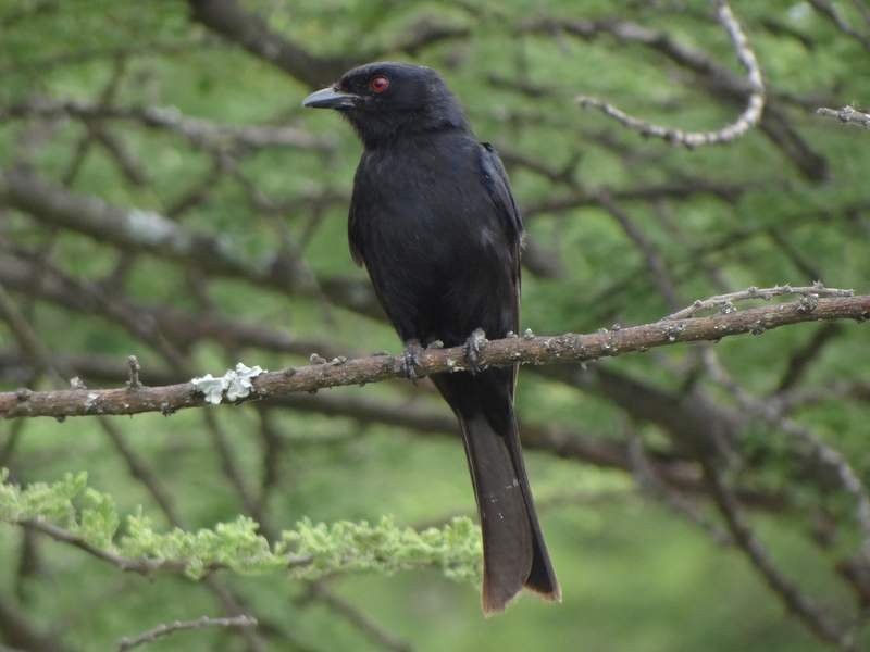 drongo africký - ML48106031