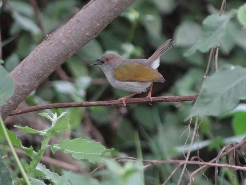 Green-backed Camaroptera - ML48106101