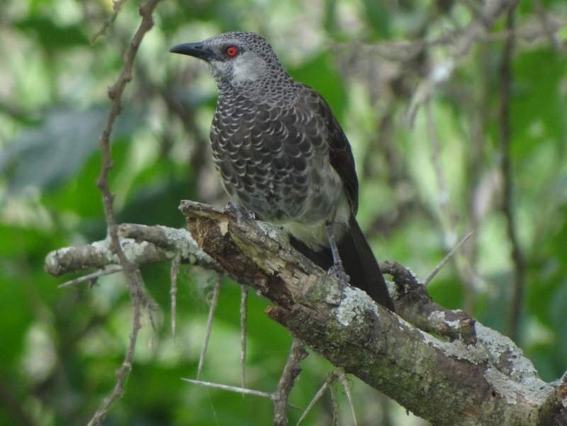 White-rumped Babbler - ML48106141