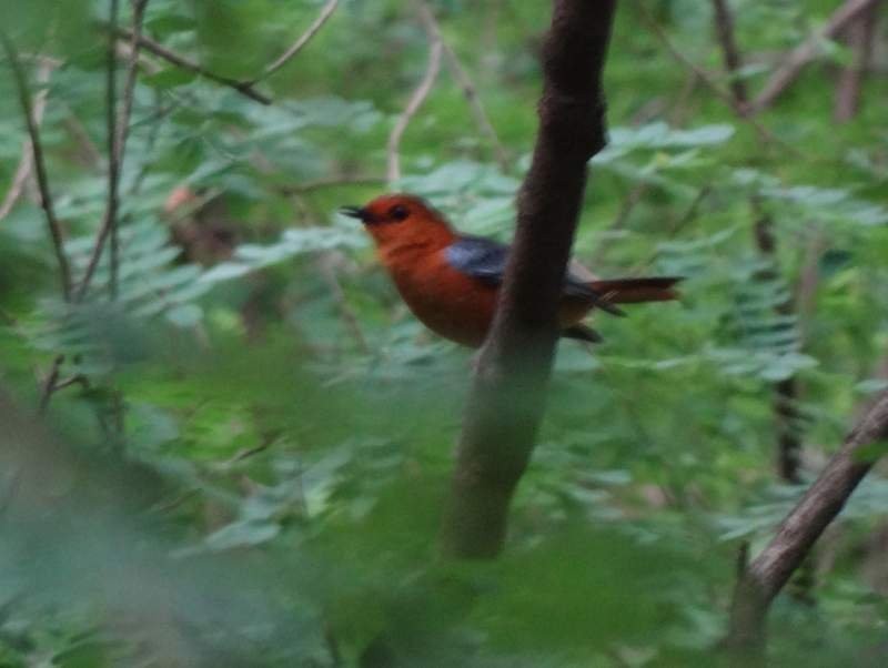 Red-capped Robin-Chat - ML48106181