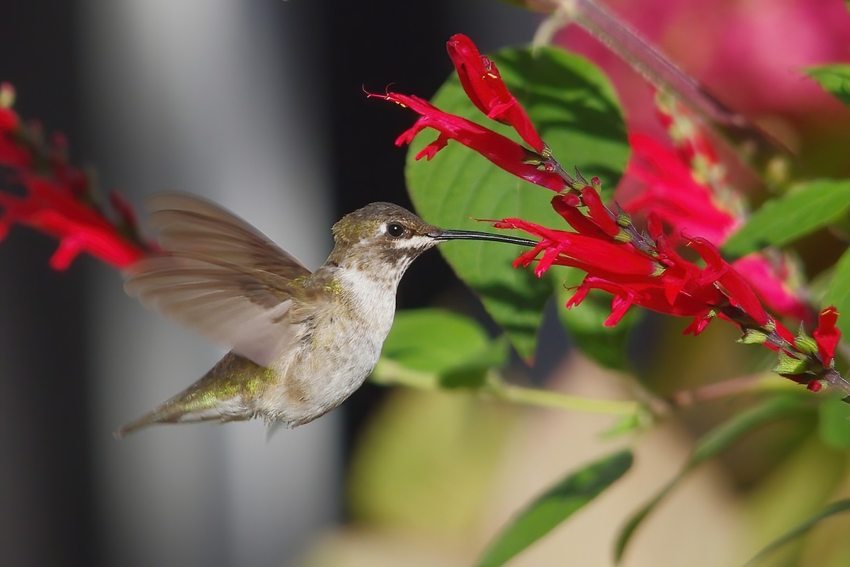 Black-chinned Hummingbird - ML481062221