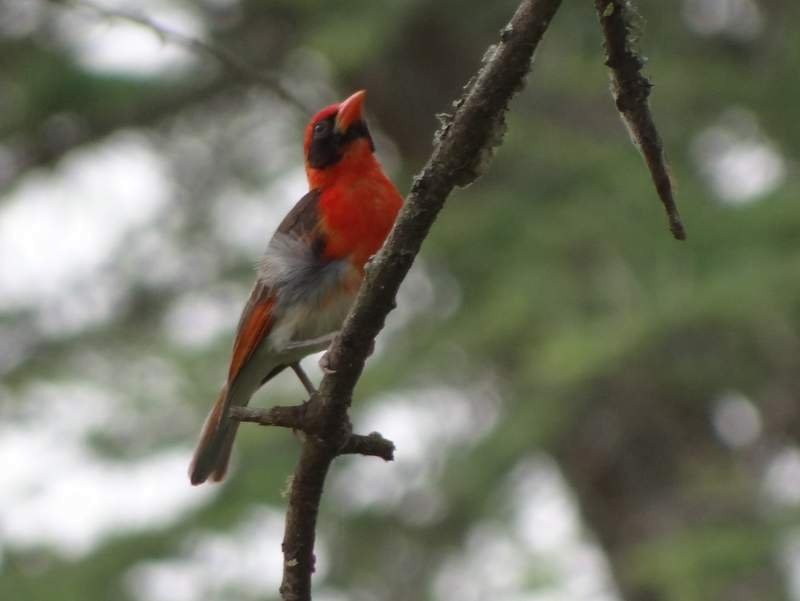 Red-headed Weaver - ML48106251