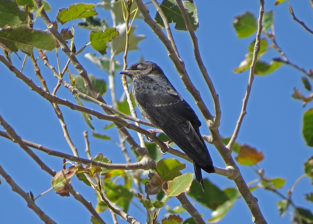 Southern Martin - Tom Edell