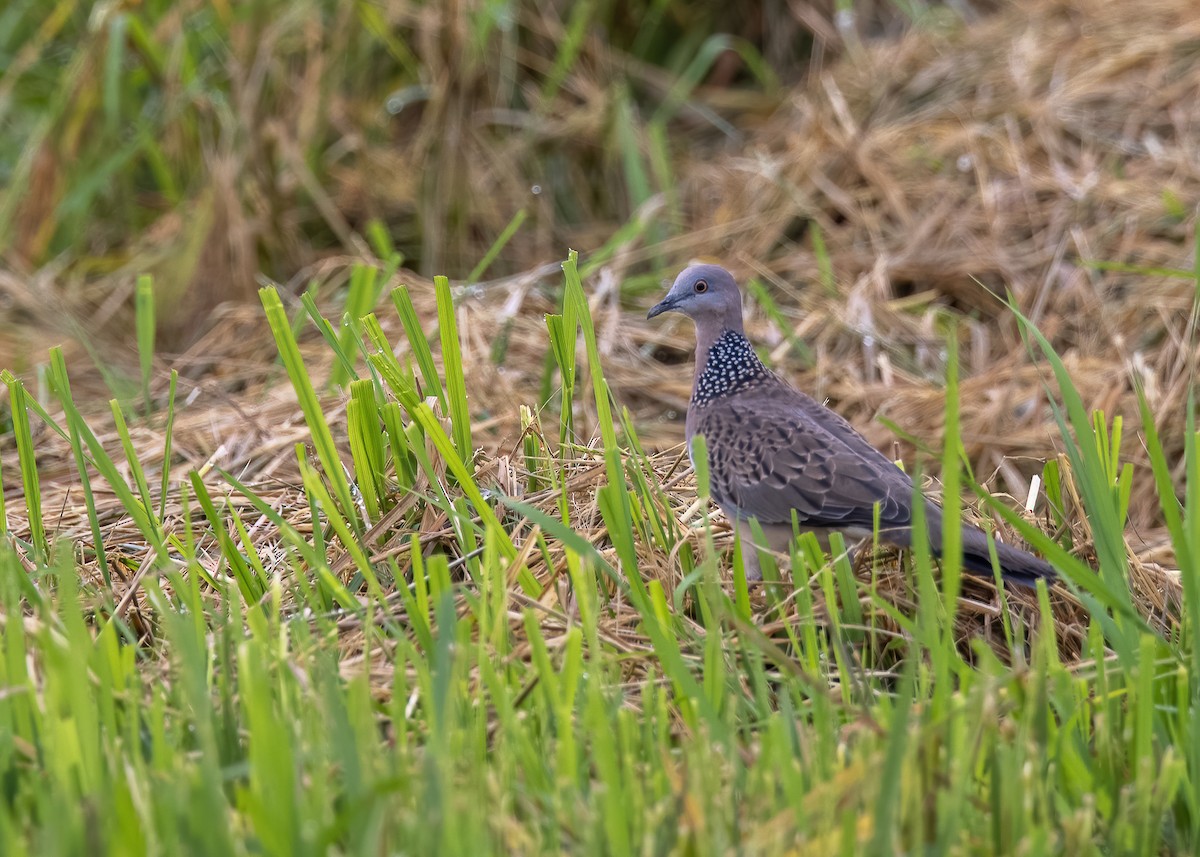 珠頸斑鳩 - ML481063611