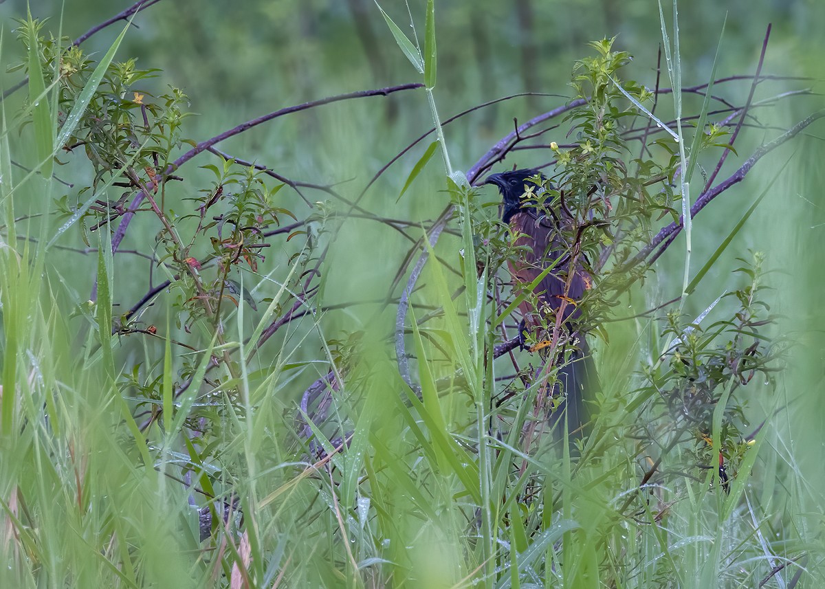 Lesser Coucal - ML481063631