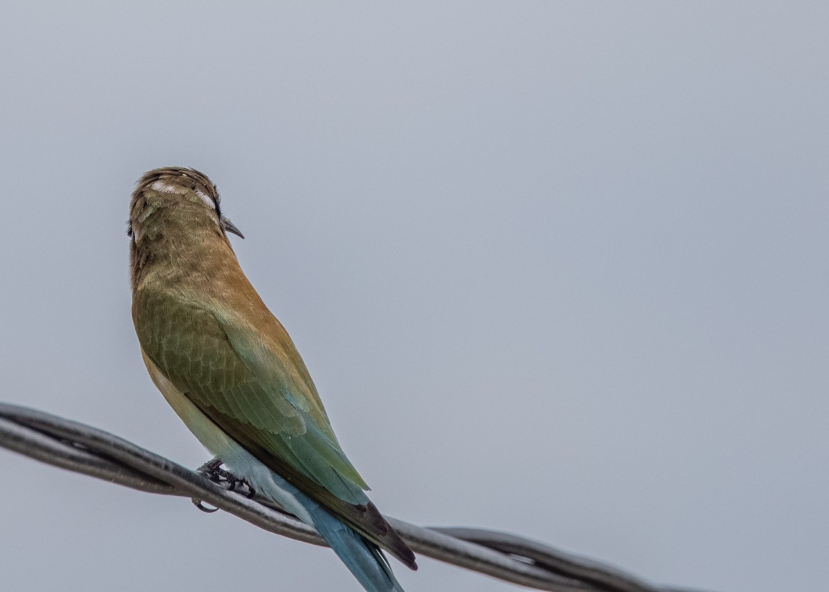 Abejaruco Coliazul - ML481064001