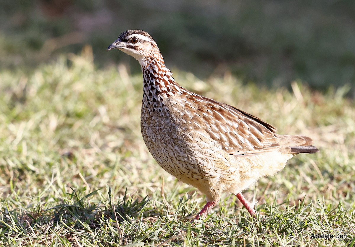 Crested Francolin (Crested) - ML481064551