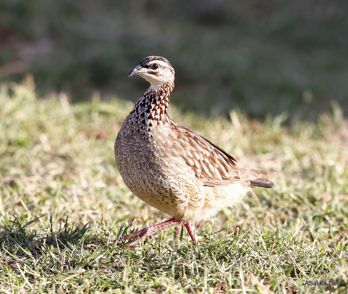 Crested Francolin (Crested) - ML481064601