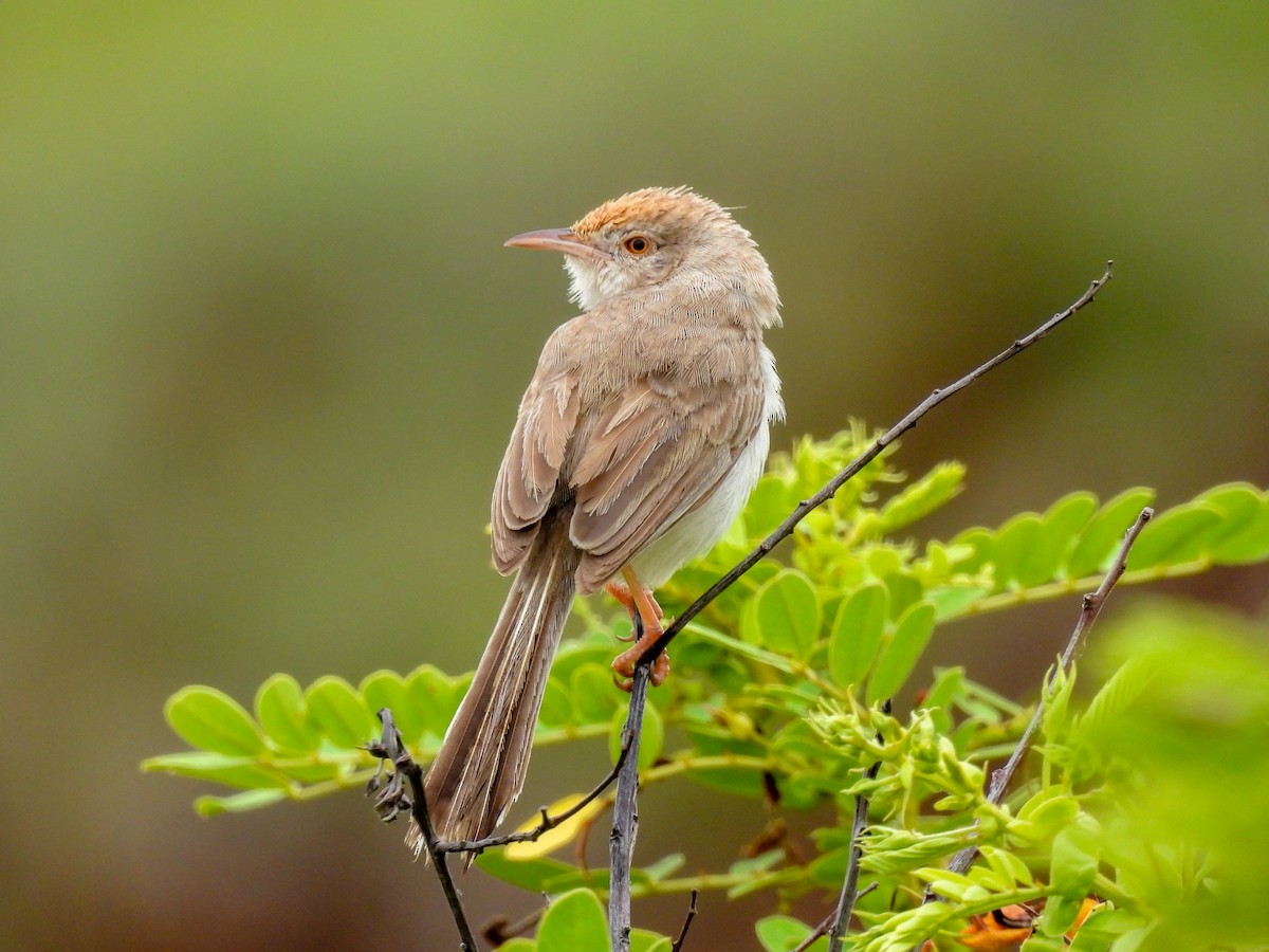 Rufous-fronted Prinia - Ramesh Desai